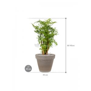 Plant in Pot Aralia Ming 85 cm kamerplant in Terra Cotta Grijs 35 cm bloempot