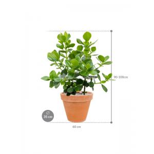 Plant in Pot Clusia Rosea Princess 90 cm kamerplant in Terra Cotta Antiek 35 cm bloempot