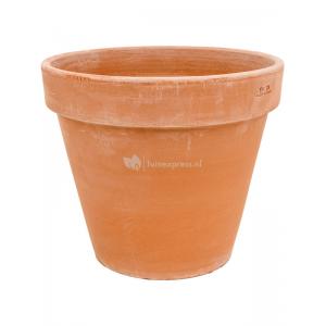 Plant in Pot Clusia Rosea Princess 90 cm kamerplant in Terra Cotta Antiek 35 cm bloempot