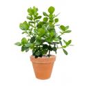 Plant in Pot Clusia Rosea Princess 90 cm kamerplant in Terra Cotta Antiek 35 cm bloempot