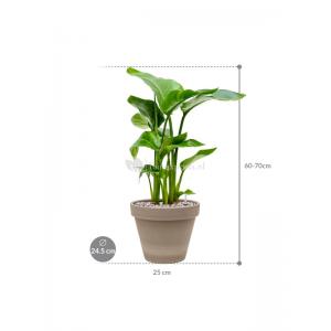 Plant in Pot Strelitzia Nicolai 65 cm kamerplant in Terra Cotta Grijs 24 cm bloempot