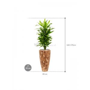 Plant in Pot Dracaena Fragrans Golden Coast 165 cm kamerplant in Baq Facets Jenga 35 cm bloempot