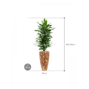 Plant in Pot Dracaena Fragrans Janet Lind 185 cm kamerplant in Baq Facets Jenga 35 cm bloempot