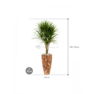 Plant in Pot Dracaena Marganita 185 cm kamerplant in Baq Facets Jenga 35 cm bloempot