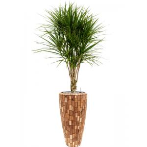 Plant in Pot Dracaena Marganita 185 cm kamerplant in Baq Facets Jenga 35 cm bloempot