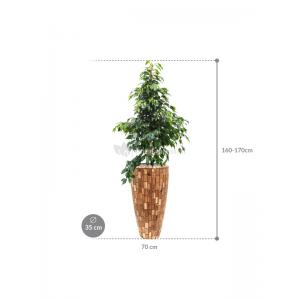 Plant in Pot Ficus Benjamina Danielle 165 cm kamerplant in Baq Facets Jenga 35 cm bloempot