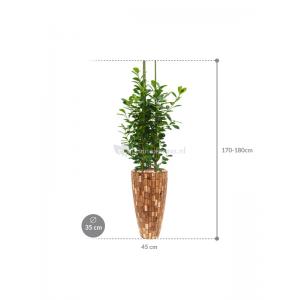 Plant in Pot Ficus Microcarpa Moclame 175 cm kamerplant in Baq Facets Jenga 35 cm bloempot