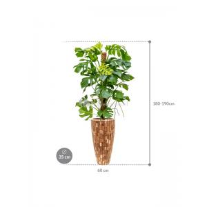 Plant in Pot Monstera Deliciosa 180 cm kamerplant in Baq Facets Jenga 35 cm bloempot