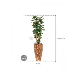 Plant in Pot Aralia Fabian 175 cm kamerplant in Baq Facets Jenga 35 cm bloempot