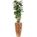 Plant in Pot Aralia Fabian 175 cm kamerplant in Baq Facets Jenga 35 cm bloempot