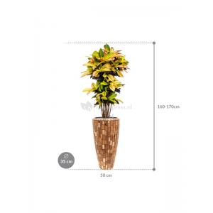 Plant in Pot Croton Variegatum Mrs Iceton 170 cm kamerplant in Baq Facets Jenga 35 cm bloempot