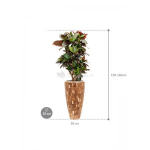 Plant in Pot Croton Variegatum Petra 160 cm kamerplant in Baq Facets Jenga 35 cm bloempot