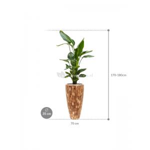 Plant in Pot Strelitzia Nicolai 175 cm kamerplant in Baq Facets Jenga 35 cm bloempot