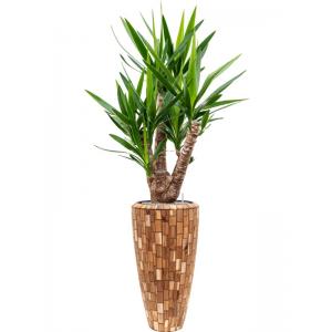 Plant in Pot Yucca Elephantipes 180 cm kamerplant in Baq Facets Jenga 35 cm bloempot