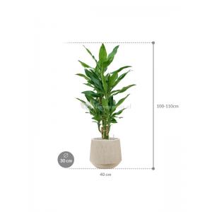 Plant in Pot Dracaena Fragrans Burundii 105 cm kamerplant in Baq Raindrop 30 cm bloempot