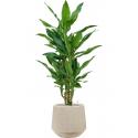 Plant in Pot Dracaena Fragrans Burundii 105 cm kamerplant in Baq Raindrop 30 cm bloempot