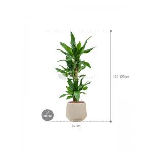 Plant in Pot Dracaena Fragrans Burundii 115 cm kamerplant in Baq Raindrop 30 cm bloempot