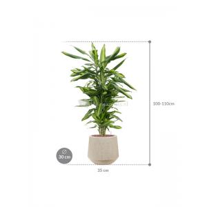 Plant in Pot Dracaena Fragrans Cintho 105 cm kamerplant in Baq Raindrop 30 cm bloempot