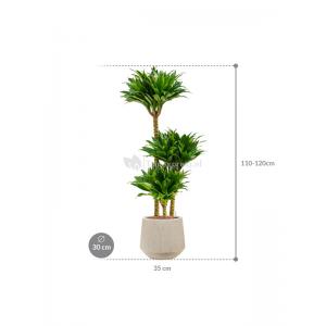 Plant in Pot Dracaena Fragrans Compacta 115 cm kamerplant in Baq Raindrop 30 cm bloempot