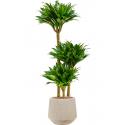 Plant in Pot Dracaena Fragrans Compacta 115 cm kamerplant in Baq Raindrop 30 cm bloempot