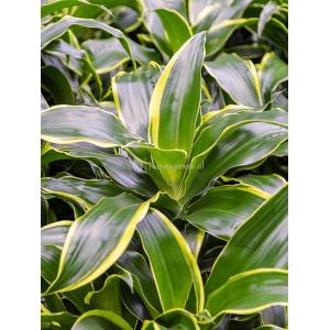 Plant in Pot Dracaena Fragrans Dorado 105 cm kamerplant in Baq Raindrop 30 cm bloempot