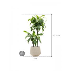 Plant in Pot Dracaena Fragrans Dorado 105 cm kamerplant in Baq Raindrop 30 cm bloempot