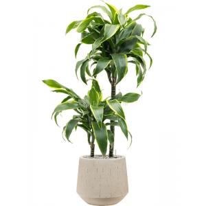 Plant in Pot Dracaena Fragrans Dorado 105 cm kamerplant in Baq Raindrop 30 cm bloempot