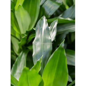 Plant in Pot Dracaena Fragrans Janet Craig 115 cm kamerplant in Baq Raindrop 30 cm bloempot