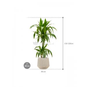 Plant in Pot Dracaena Fragrans Janet Craig 115 cm kamerplant in Baq Raindrop 30 cm bloempot