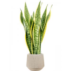 Plant in Pot Sansevieria Trifasciata Laurentii 105 cm kamerplant in Baq Raindrop 30 cm bloempot