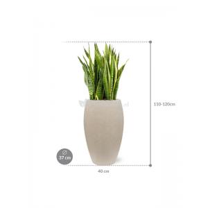 Plant in Pot Sansevieria Trifasciata Laurentii 120 cm kamerplant in Baq Raindrop 37 cm bloempot