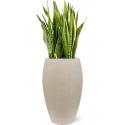 Plant in Pot Sansevieria Trifasciata Laurentii 120 cm kamerplant in Baq Raindrop 37 cm bloempot