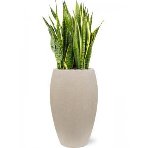 Plant in Pot Sansevieria Trifasciata Laurentii 120 cm kamerplant in Baq Raindrop 37 cm bloempot