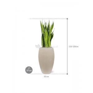 Plant in Pot Sansevieria Zeylanica 110 cm kamerplant in Baq Raindrop 37 cm bloempot