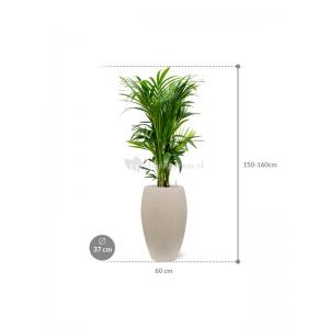 Plant in Pot Kentia Forsteriana 150 cm kamerplant in Baq Raindrop 37 cm bloempot