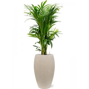 Plant in Pot Kentia Forsteriana 150 cm kamerplant in Baq Raindrop 37 cm bloempot