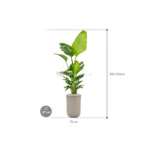 Plant in Pot Strelitzia Nicolai 205 cm kamerplant in Baq Vertical Rib Beige 37 cm bloempot