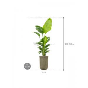 Plant in Pot Strelitzia Nicolai 205 cm kamerplant in Baq Vertical Rib Green 37 cm bloempot