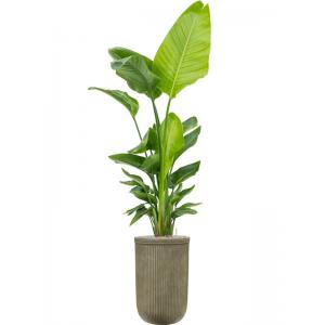 Plant in Pot Strelitzia Nicolai 205 cm kamerplant in Baq Vertical Rib Green 37 cm bloempot