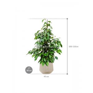 Plant in Pot Ficus Benjamina Danielle 105 cm kamerplant in Baq Raindrop 30 cm bloempot