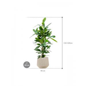 Plant in Pot Ficus Cyathistipula 110 cm kamerplant in Baq Raindrop 30 cm bloempot