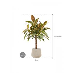 Plant in Pot Ficus Elastica Melany 115 cm kamerplant in Baq Raindrop 30 cm bloempot