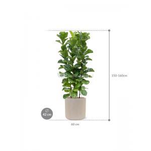 Plant in Pot Ficus Lyrata Bambino 160 cm kamerplant in Baq Raindrop 42 bloempot