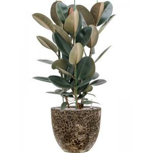 Plant in Pot Ficus Elastica Abidjan 110 cm kamerplant in Baq Lava Relic Black 36 cm bloempot