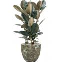 Plant in Pot Ficus Elastica Abidjan 110 cm kamerplant in Baq Lava Relic Jade 36 cm bloempot