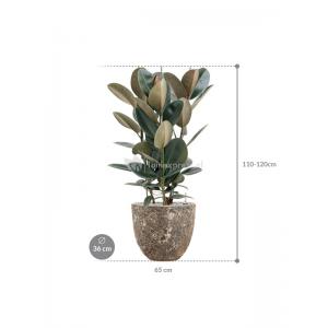 Plant in Pot Ficus Elastica Abidjan 110 cm kamerplant in Baq Lava Relic Rust Metal 36 cm bloempot