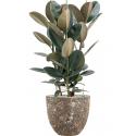 Plant in Pot Ficus Elastica Abidjan 110 cm kamerplant in Baq Lava Relic Rust Metal 36 cm bloempot