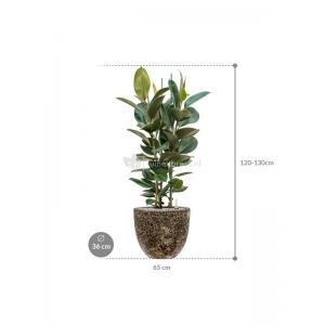 Plant in Pot Ficus Elastica Robusta 125 cm kamerplant in Baq Lava Relic Black 36 cm bloempot