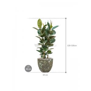 Plant in Pot Ficus Elastica Robusta 125 cm kamerplant in Baq Lava Relic Jade 36 cm bloempot