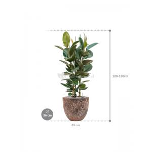 Plant in Pot Ficus Elastica Robusta 125 cm kamerplant in Baq Lava Relic Pink 36 cm bloempot